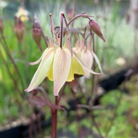 Aquilegia buergeriana 